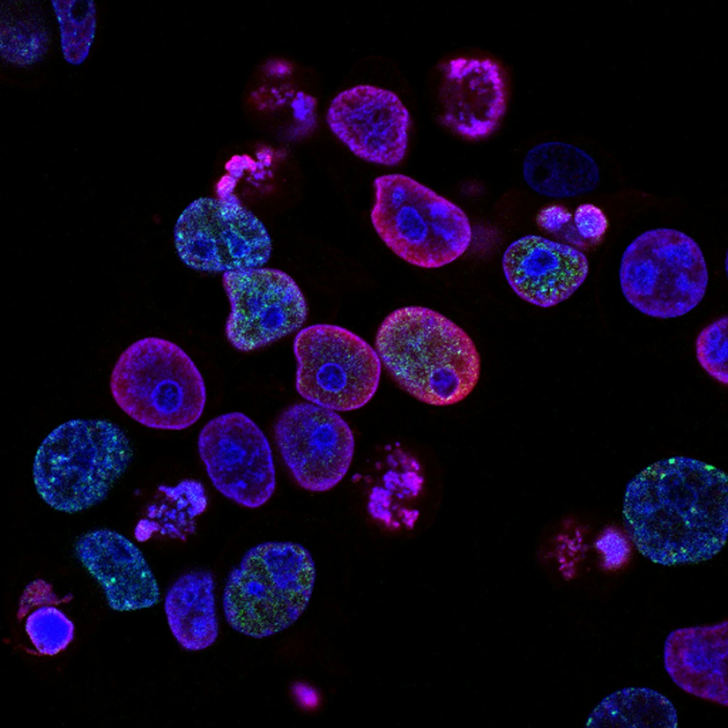 Cellular extracellular matrix